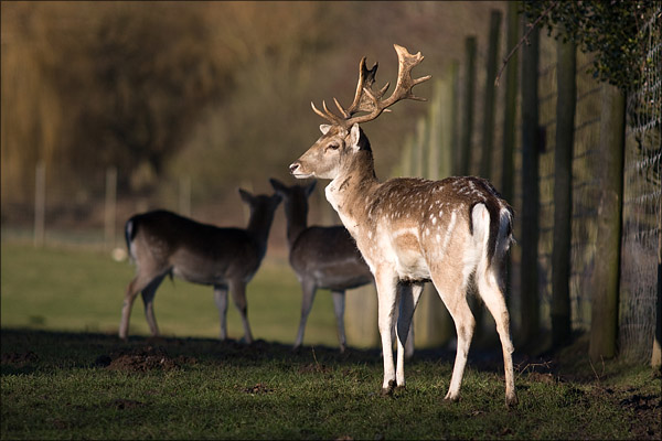 A stag of the deer enclosure.