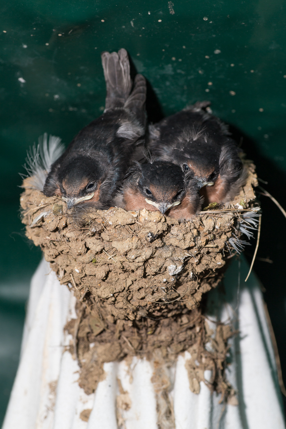 Swallow chicks near bursting from their nest