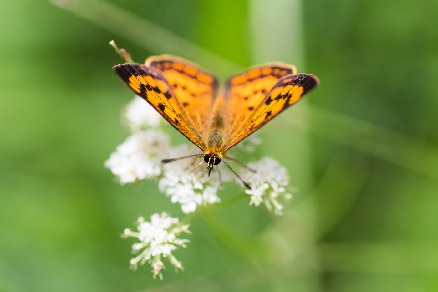 A copper butterfly
