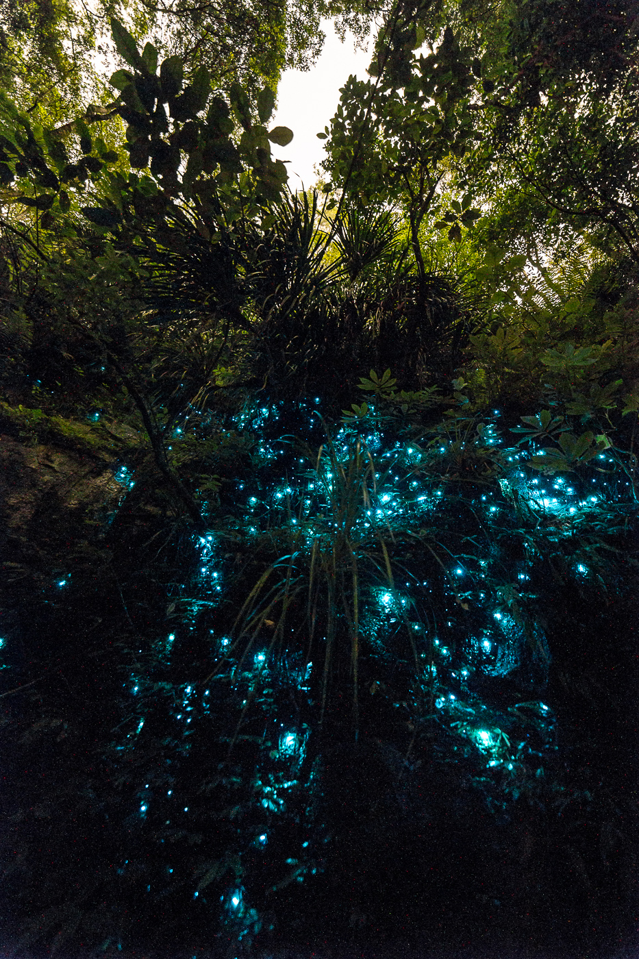A wall of glow worms