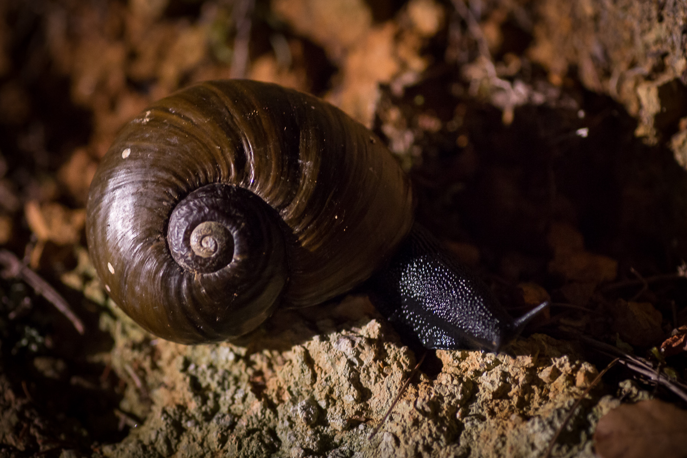 A kauri snail
