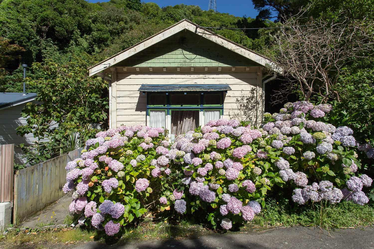 Cute Aro Valley House