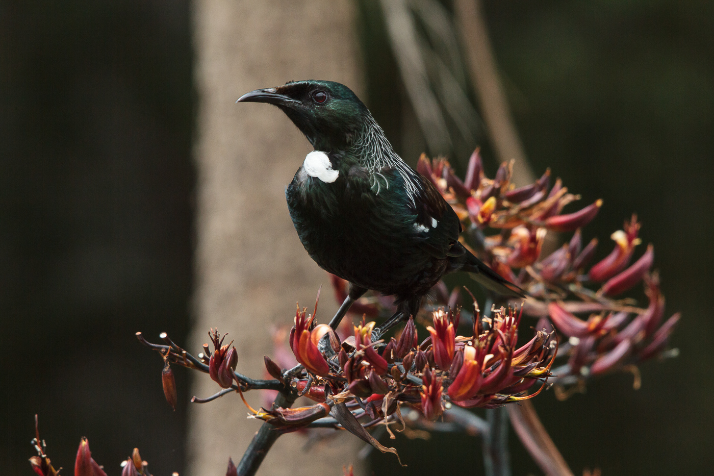 Tui visiting the garden flax