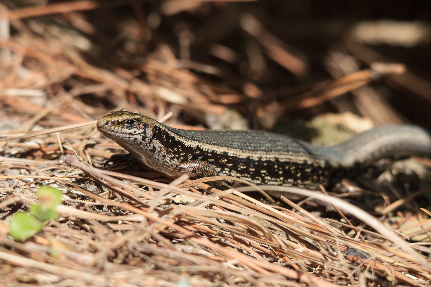 A path side skink in the sun