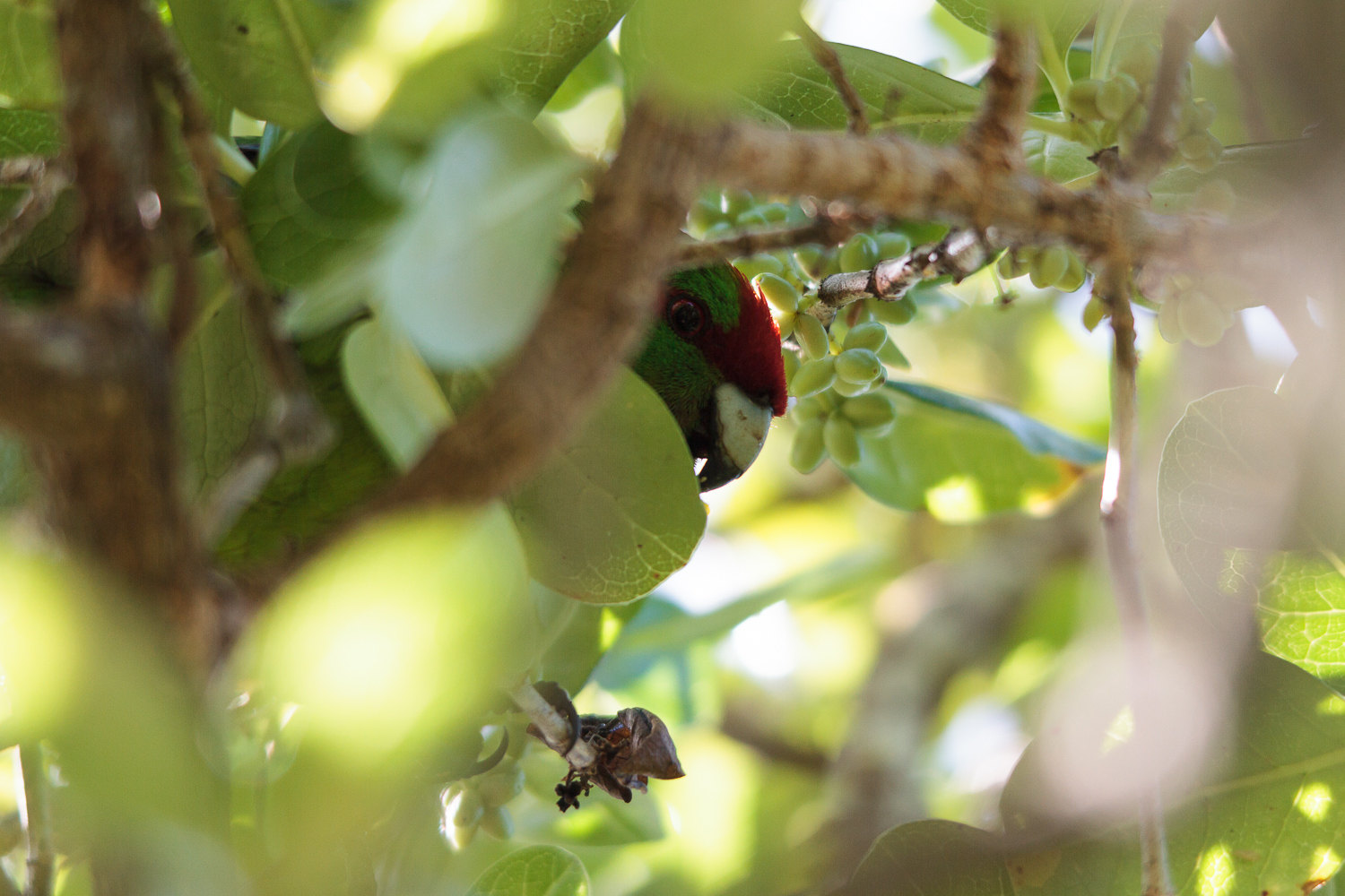 A kakariki hiding in the foliage