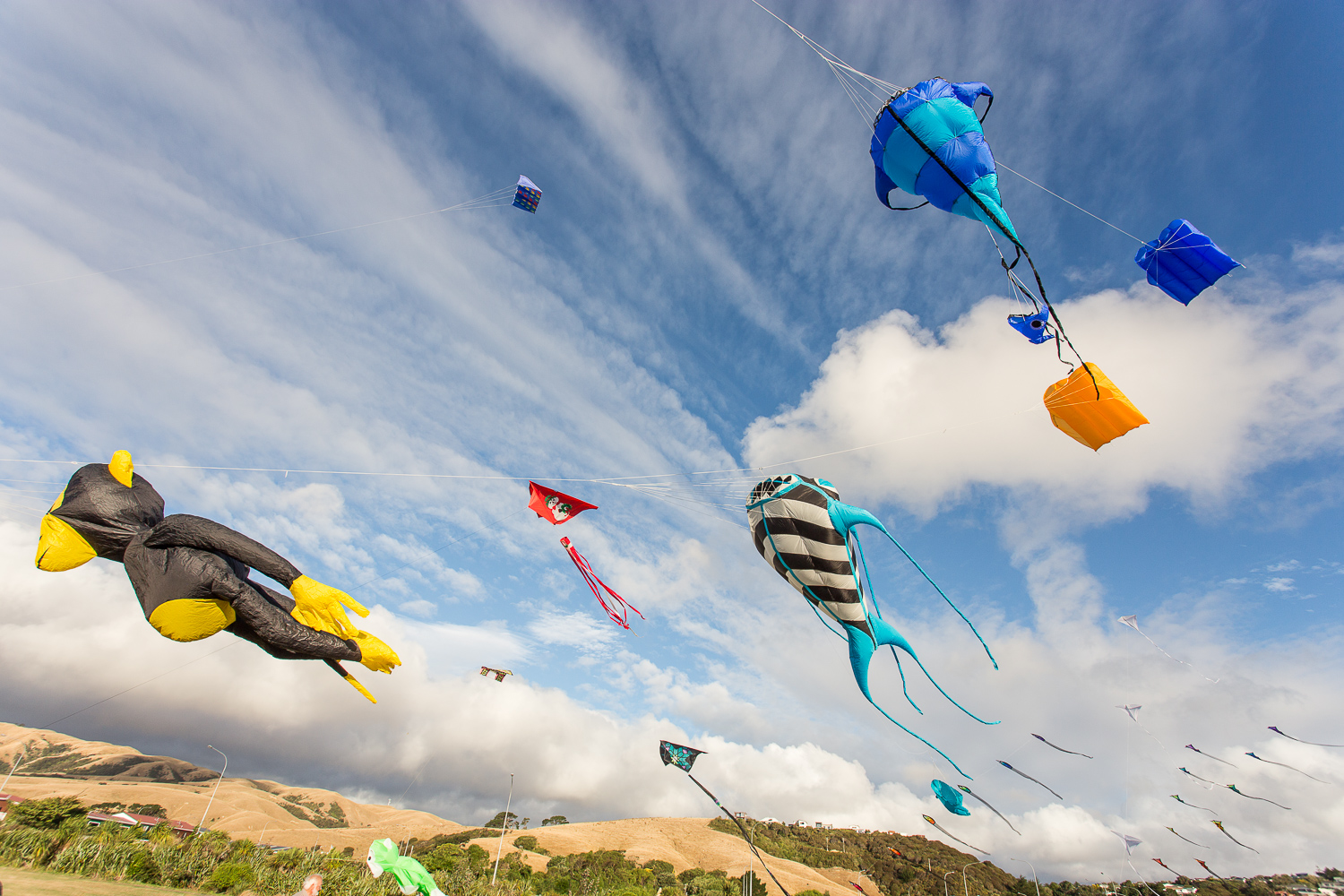 A sky full of kites