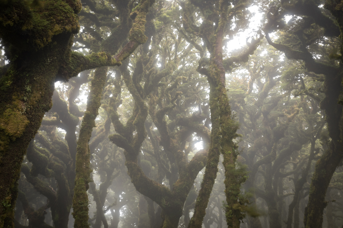 Goblin forest
