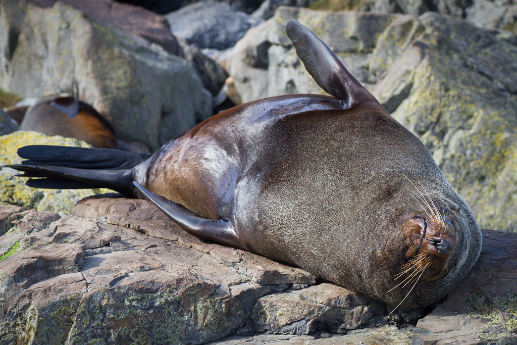 Fur seal at Sinclair Head, Wellington