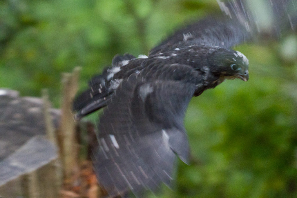 K?rearea fledgling (male) flying