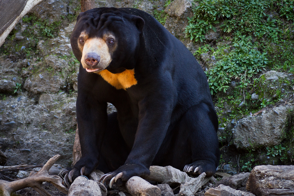 Sun Bear at Wellington Zoo