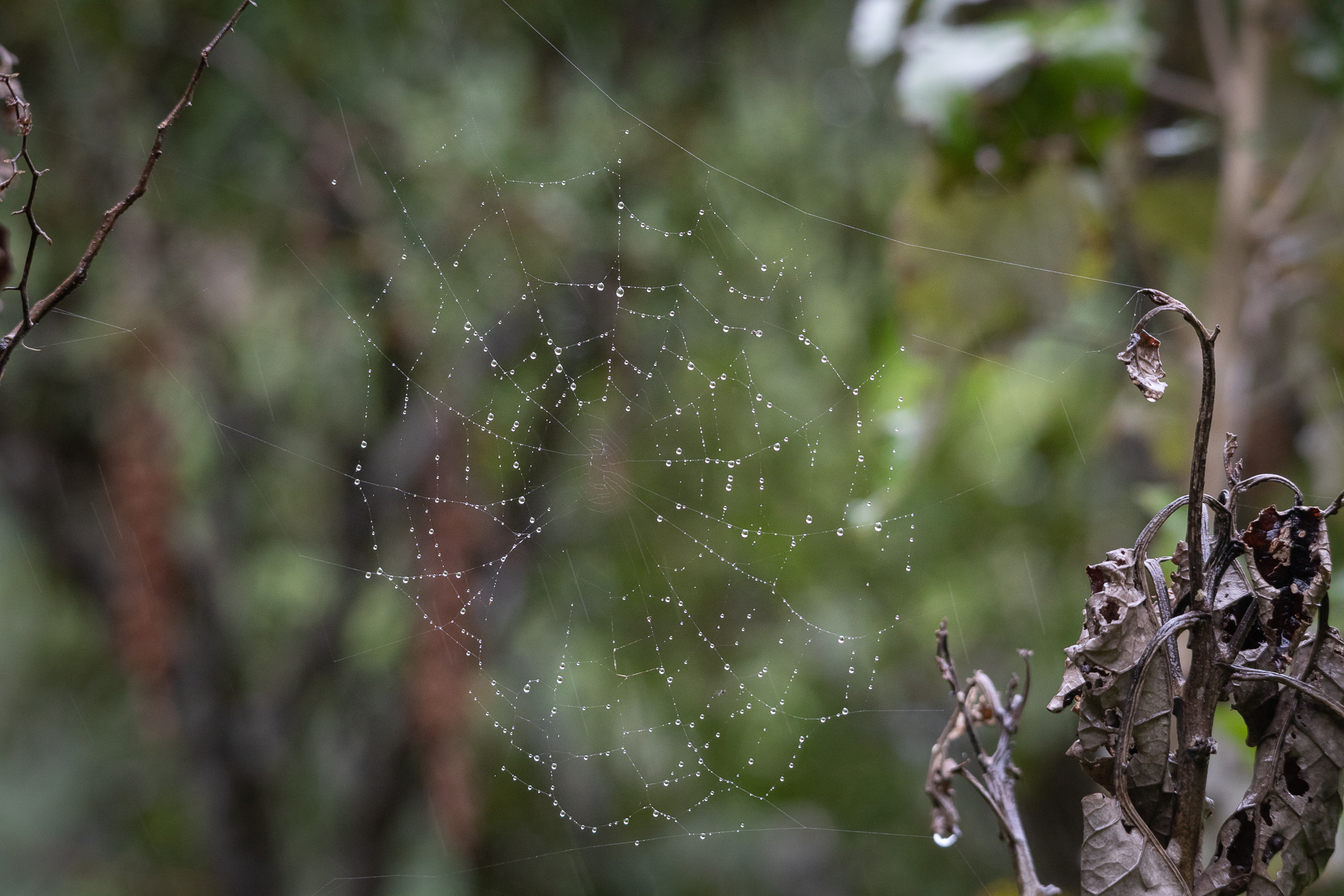 Raindrop spider web