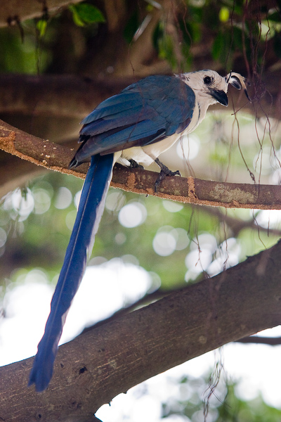 A Magpie Jay.
