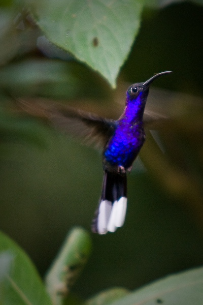 You can never have enough hummingbird photos.