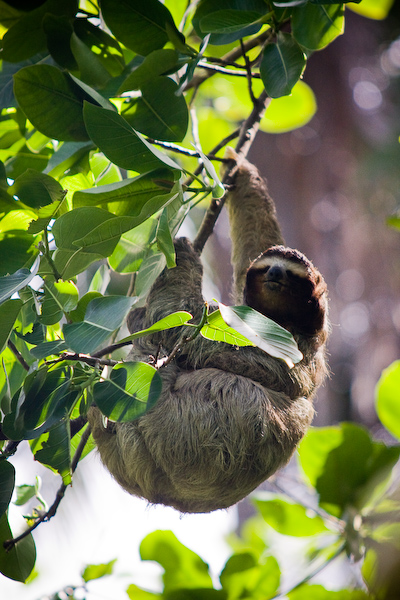 A slightly inquisitive three toed sloth.