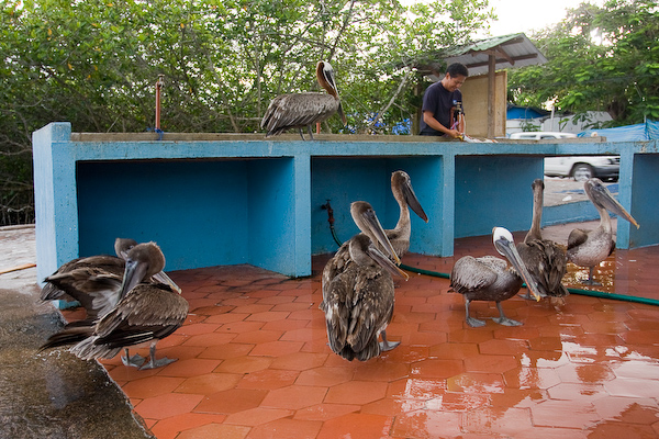 Pelicans looking for scraps.