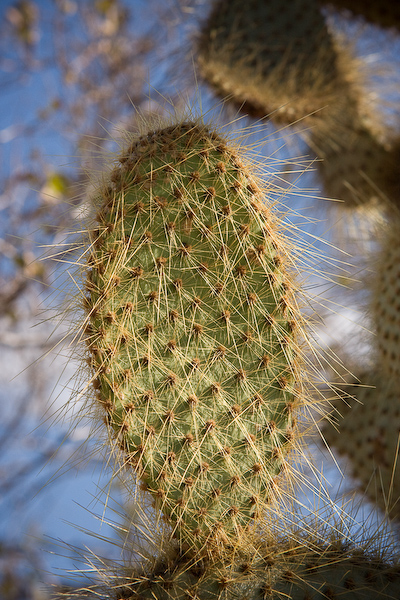 Prickly Opuntia Cactus.
