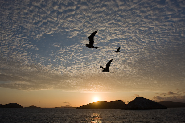 Frigates fly across the sunset sky.
