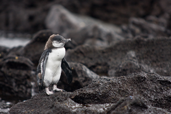 The Galãpagos penguin.
