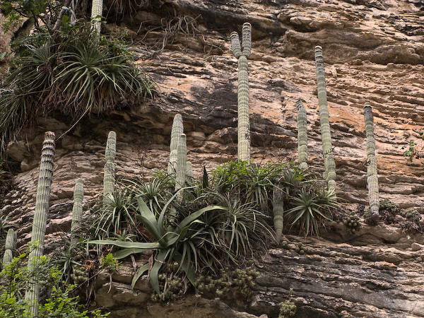 Cactus growing from the canyon walls