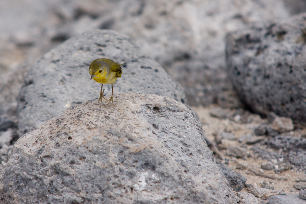 A little yellow finch hops along
