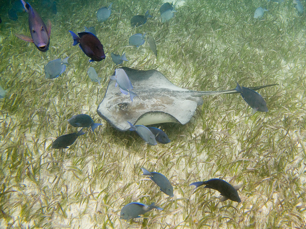 One of the circling stingray.