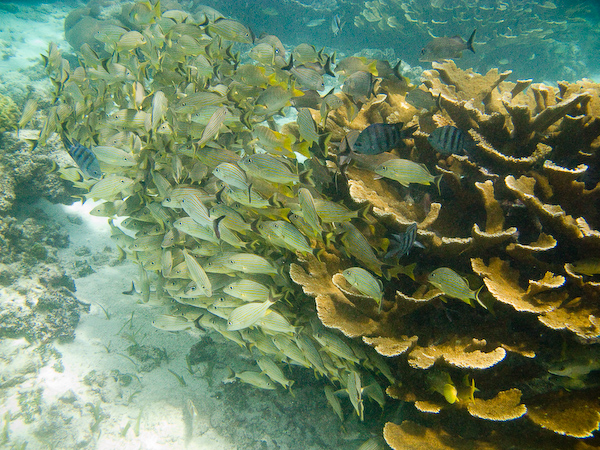 Fish massed in the shelter of a coral structure.