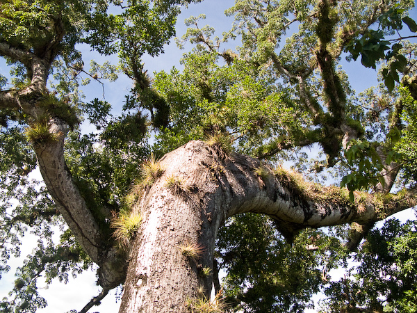 The ceiba tree, sacred to the Mayan.