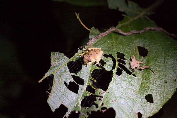A frog found on the night walk