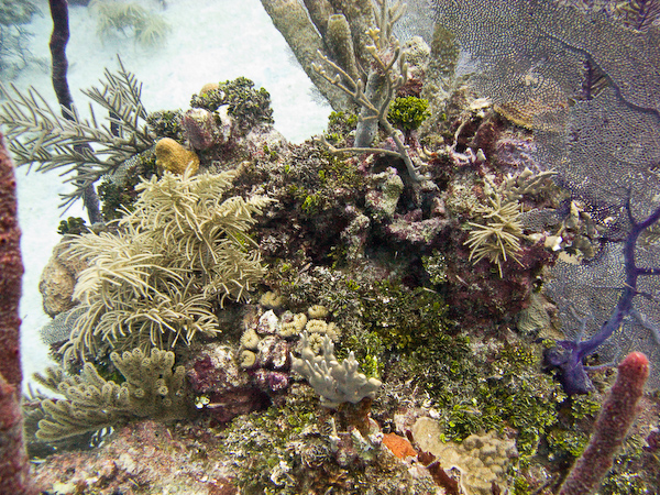 An example fo the variety of coral on display.