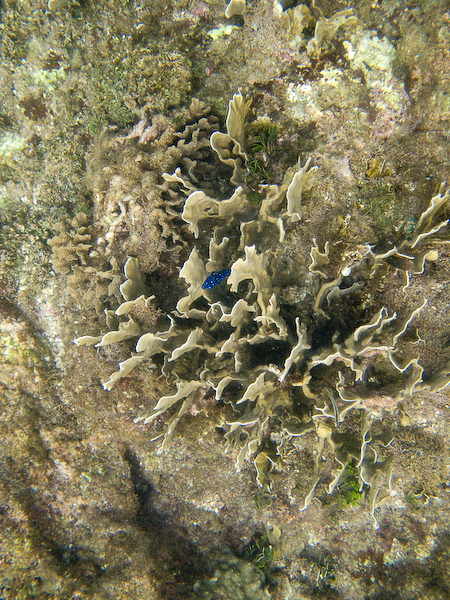 The little blue guy protecting his patch of coral.