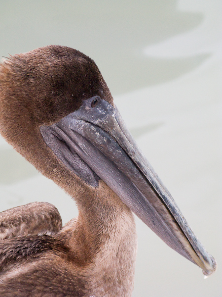 Close up on a pelican.