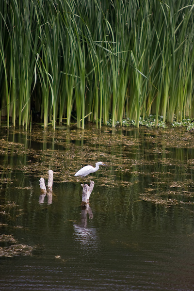 An egret in the Chan Chan lagoon
