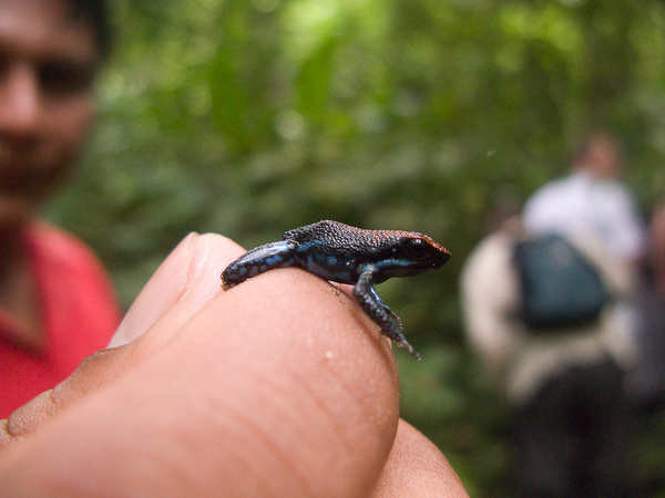 Fausto holds a small poison dart frog