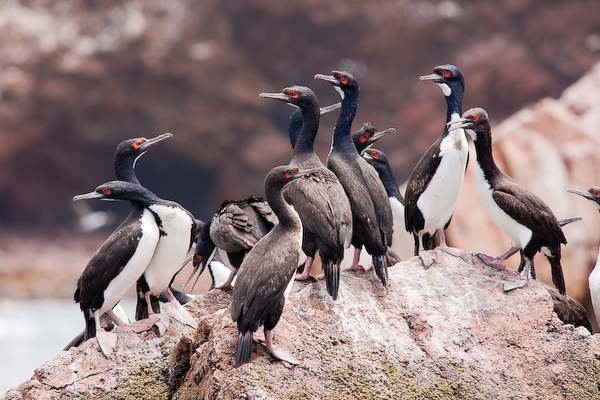Cormorants waiting for whatever cormorants wait for