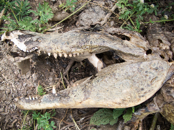 The remains of an alligator