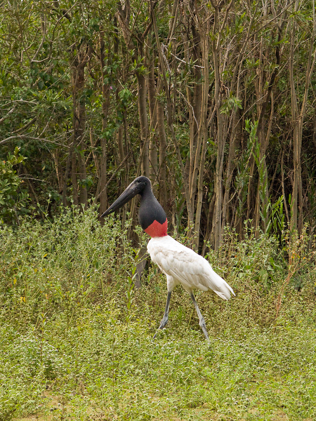 The jabiru stork
