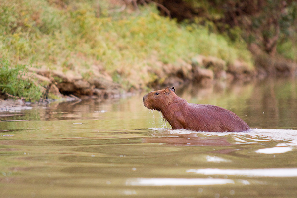 A capybara comes out of the river