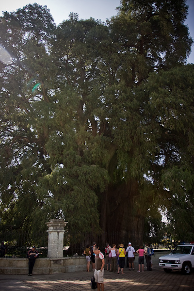 The tree at Santa Maria del Tule