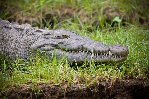 A crocodile of the Ri­o Grijalva