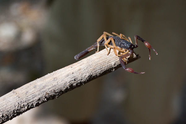 A resting scorpion.