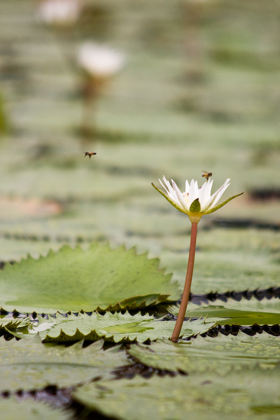 Bees and lily pads.