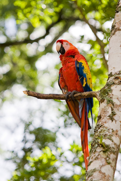 A Scarlett Macaw at the entrance to Copán.
