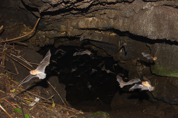 The bat cave.